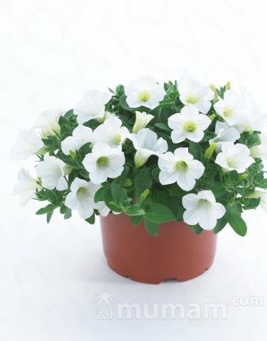 Петуния table white
