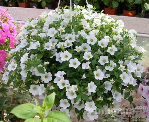 Петуния table white
