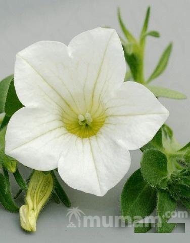 Петуния table white
