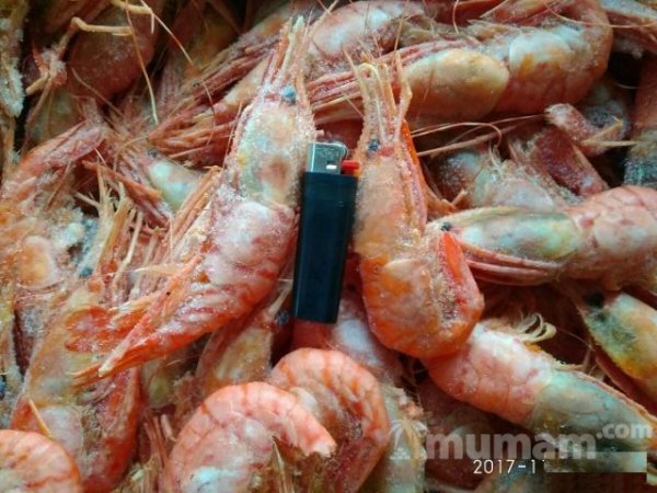 Креветка Ботан