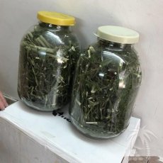 Укроп сушеный