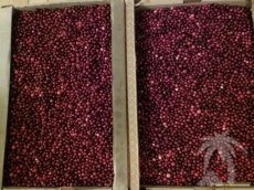 Продажа свежих ягод